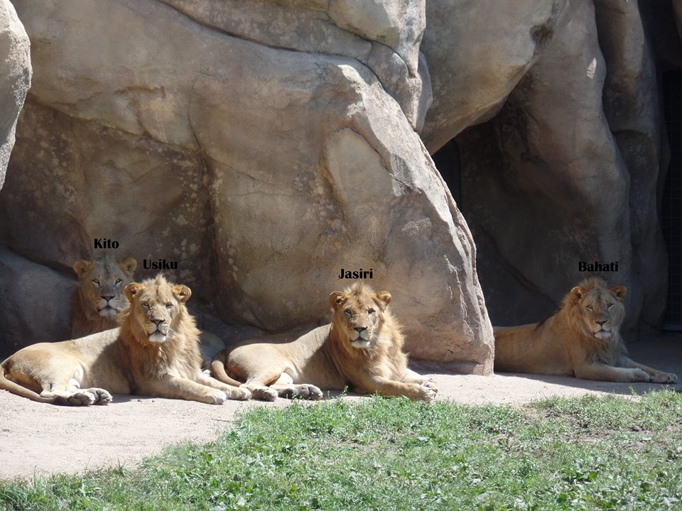 9news.com | Behind the scenes of the Denver Zoo African lion exhibit